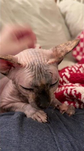 Pickle 🥒 #cat #spynx #hairlesscat #cats #cattok