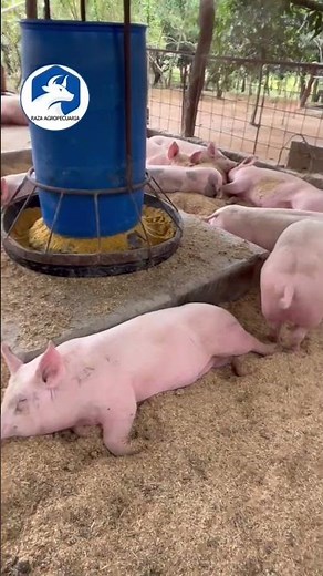 Learn how to cure diarrhea in pigs