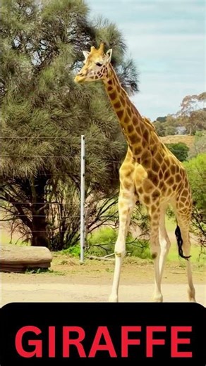 Giraffe Sound #giraffe