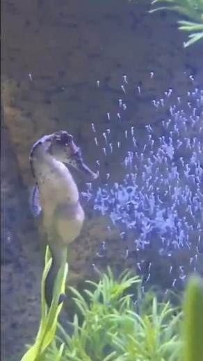 "Nature's Marvel: Seahorse Birthing Process Unveiled!"