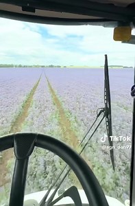 😍 A sea of purple borage. Beautiful! 🎥 Dan Goodwin | Farmers Weekly