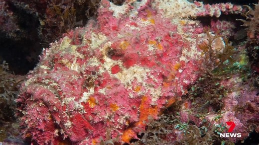 Queensland researchers are a major step closer to easing one of the country's most painful stings. The research is looking into stonefish, and using the shallow water dweller's own venom to treat the symptoms which can include cardiac arrest. 7NEWS at 6pm. Download the 7NEWS app: 7news.link/7newsapp #7NEWS | 7NEWS Wide Bay