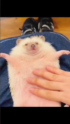 Hedgehog Babies Are Born Without Spikes?! 😳🦔