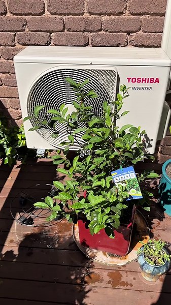 Mini Garden Balcony Makeover Update Functional Tea Plants