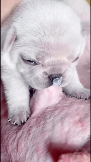 #french #animals #pet #frenchies #pets #reel #frenchiebaby #cute #cutebaby #pup #frenchbulldog #puppy #puppy #frenchies #puppies #puppytiktok #frenchiepuppies #dog #doggo #frenchiepuppy #doglove #fun #funnyvideo #dogsoftiktok #foryou #fyp #reel | Nurf