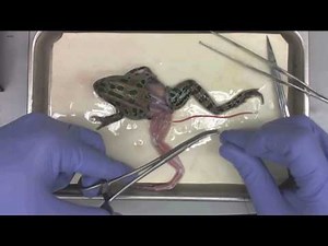 Frog dissection