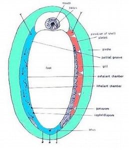 Chiton glaucus (Green Chiton)