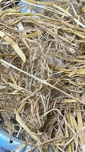 1.1M views · 3.9K reactions | Amazing egg hatching | Mian Inventions | Facebook