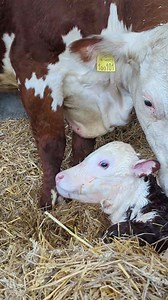 🤎🐮🌍 Welcome to the world little one! 🌍🐮🤎 #newborn #birth #calf #calving #cows #farming #newlife #spring | Elwess Herefords