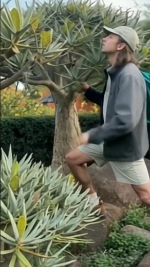 quiver tree | mysterious plant #shorts #quivertree #bangla