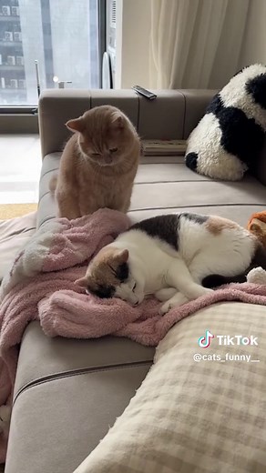 Funny Cats Fighting 😹 #catvideos #cats #catsoftiktok #cutecats #funnycats #cat