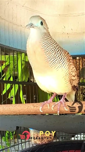 Zebra Dove Call – Relaxing Bird Sounds 123 | #birds #birdsounds #birdsoundscape #birdsong #animals