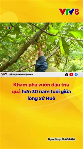 Bạn có nghĩ dâu tây hay dâu da thường mang vị chua chua đặc trưng? Hãy tạm quên điều đó đi! Ngay tại xã Bình Điền, thành phố Huế, có một khu vườn dâu trĩu quả với hơn 100 gốc cây cổ thụ đã ngót nghét 30 năm tuổi. Không hề chua như tưởng tượng. Bí quyết nào để chăm sóc vườn dâu trĩu quả và giữ trọn được vị ngọt thanh đặc biệt suốt ba thập kỷ? Hãy cùng chúng tôi dạo bước dưới những tán cây xum xuê và trải nghiệm hương vị tuyệt hảo này qua chuyên mục