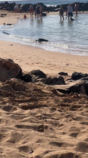 Poipu beach! The perfect spot on the Sunny South Shore of Kauai for snorkeling. Directly across the street at the surf shop you can rent: chairs, umbrellas, snorkeling gear and boards! This cost us $24 for the entire day and we saw countless fish, turtles who love to frequent this beach as well as sea lions #hawaii #familytravel #kauai #poipubeach