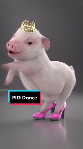 Funny Pig Dance Videos Compilation