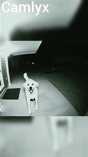 Dog Sees Ghost at 4 AM: Unbelievable CCTV Footage! #shorts #Ghosts