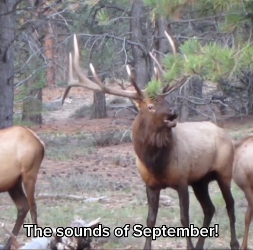An awesome up close encounter with a screaming bull elk! Hunting season can’t get here soon enough! #elk #buglingbulls #buglingelk #elkhunting