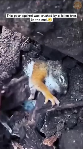 This poor squirrel was crushed by a fallen tree 🥺🐿 #squirrel #animals #animalrescue #animalsounds #nature