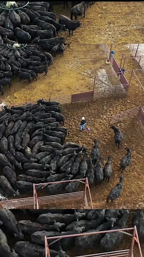 SORTING COWS. Cows are a herd animal and the huddle together | 1HandnFarming
