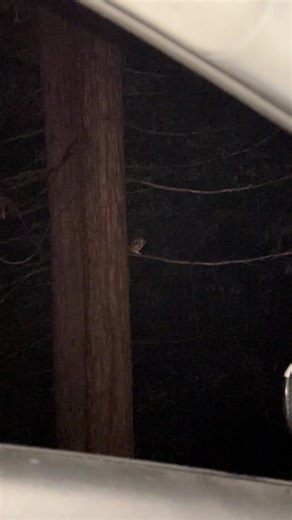 #owl #spotting | Owl