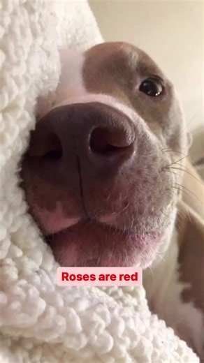 46K views · 3K reactions | A poem for mum  #dogs #lol #cutedogsdaily #pittie #reelsfb | Knight & Aston | Facebook