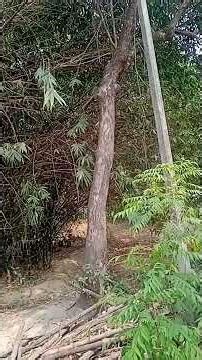 # birds Melody sound of Koyal and in between prey birds sound. use Ear phone for better experience.