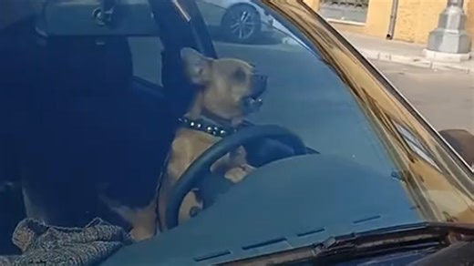 Impatient dog takes matters into its own paws