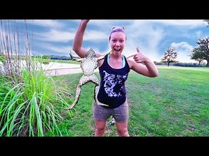 Catching HUGE Bullfrogs! Simple and Easy TRICKS! (HILARIOUS)