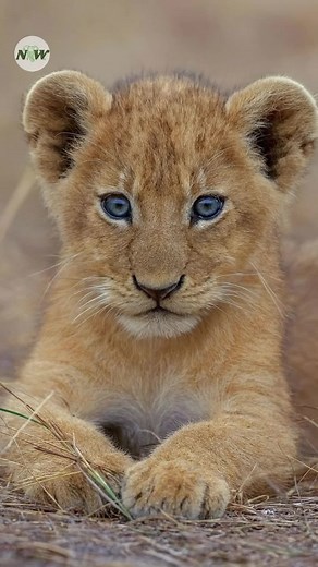 Nature and Wildlife TV on Reels