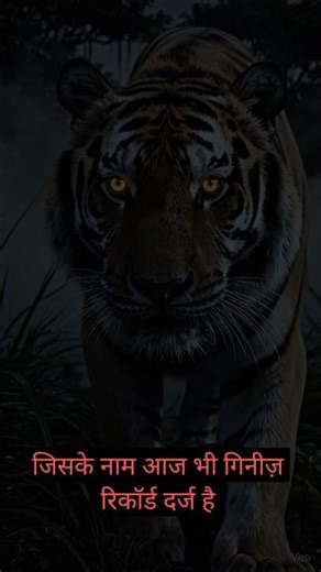 The most fierce tigress in history #maneater #tigerspotted #tiger #indiansafari #explore