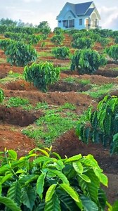 Perkebunan kopi robusta dengan sistem lobang besar #Kopirobusta | Coffee Farming
