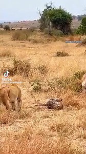 13K views · 57 reactions | The lionesses defend the leopard  | Funny & Prank in India | Facebook