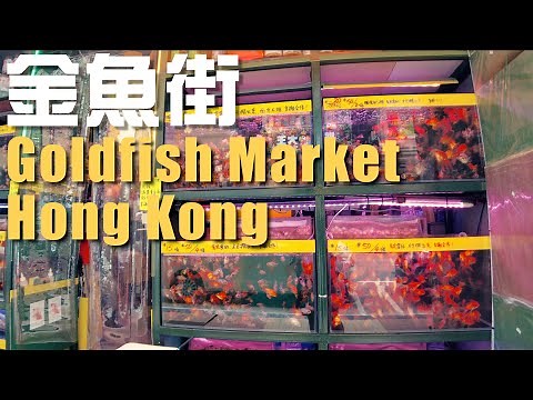 【4K 60fps 旺角金魚街】虛擬行街睇魚 🐠🐟 ・Hong Kong Goldfish Market full walkthrough (2021.6)