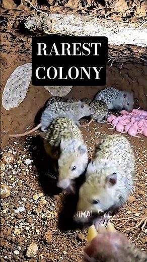 This Is the Rarest Mole-Rat Colony on Earth — Filmed From Inside #shorts