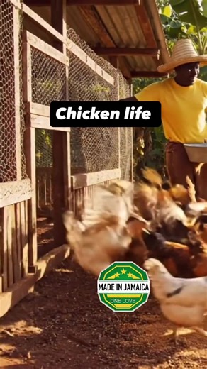 Feeding the chickens #madeinjamaica #chicken #farming #fyp