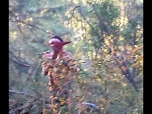Corroboree Aboriginal Ceremony - in Honor to NAIDOC WEEK