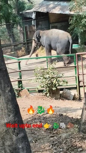 Huge Python 🐉 & Elephant 🐘are present in zoo. #Python #elephant #radianthousewife