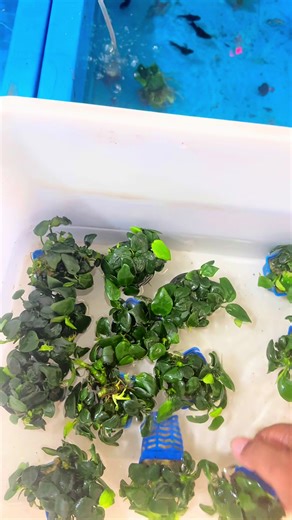 Nana & java fern#aquarium #anubiasnana #javafern