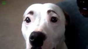 Dogs With Eyebrows Compilation