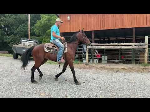 Sold 11- bay standardbred gelding 6yr old 15.1h $1750