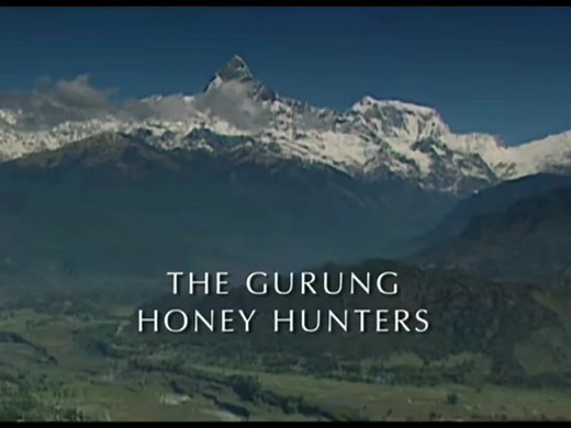 The Gurung Honey Hunters of Nepal #honeyhunters #nepalmadhoney #madhoney #madhoneynepal #nepalhoney