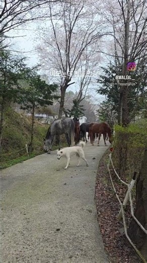 말들이 집을 안가요 #horse #healing #peaceful #equestrian #pony #교감