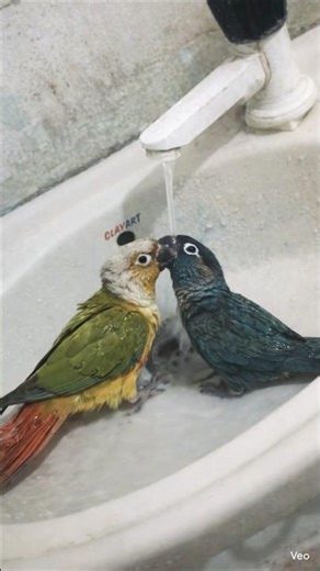 Pineapple Conure & Blue Cheek Conure Bath Time Fun 💦🐦 (Too Cute!)