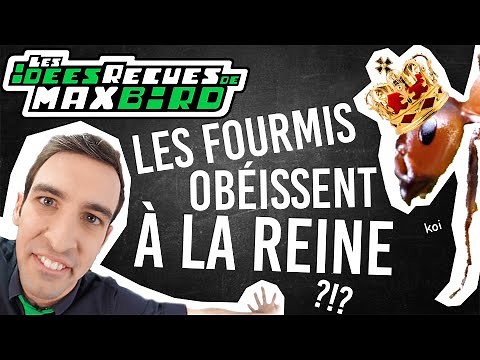 IDÉE REÇUE #40 : Les fourmis obéissent à leur reine ?