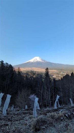 4/11朝。忍草山西峰付近から富士山