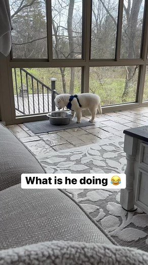 921K views · 10K reactions | He is so weird  #puppy #goldenretrievers | Oliver The Golden | Facebook