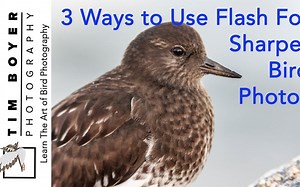 使用 Flash 拍摄更清晰的鸟类照片的 3 种方法