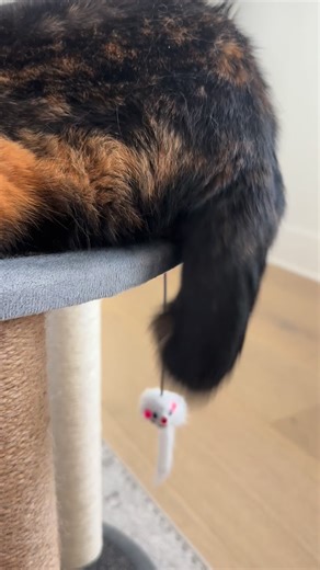 Mom says my stubby tail makes me extra Supaw special. How long is your tail? #cattails #calicocats #funnycats #tails #petvideos | Teenie the Calico Cat