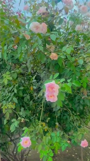 rose Beauty 🎀🌿💖🌸#viralvideo #food #funny #rose #tree