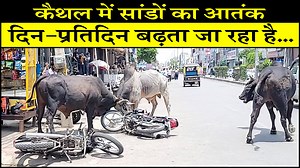 656K views · 10K reactions | कैथल में सांडों का आतंक दिन-प्रतिदिन...